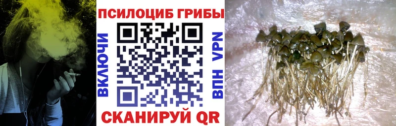 Галлюциногенные грибы мицелий  Купить  Колпашево 